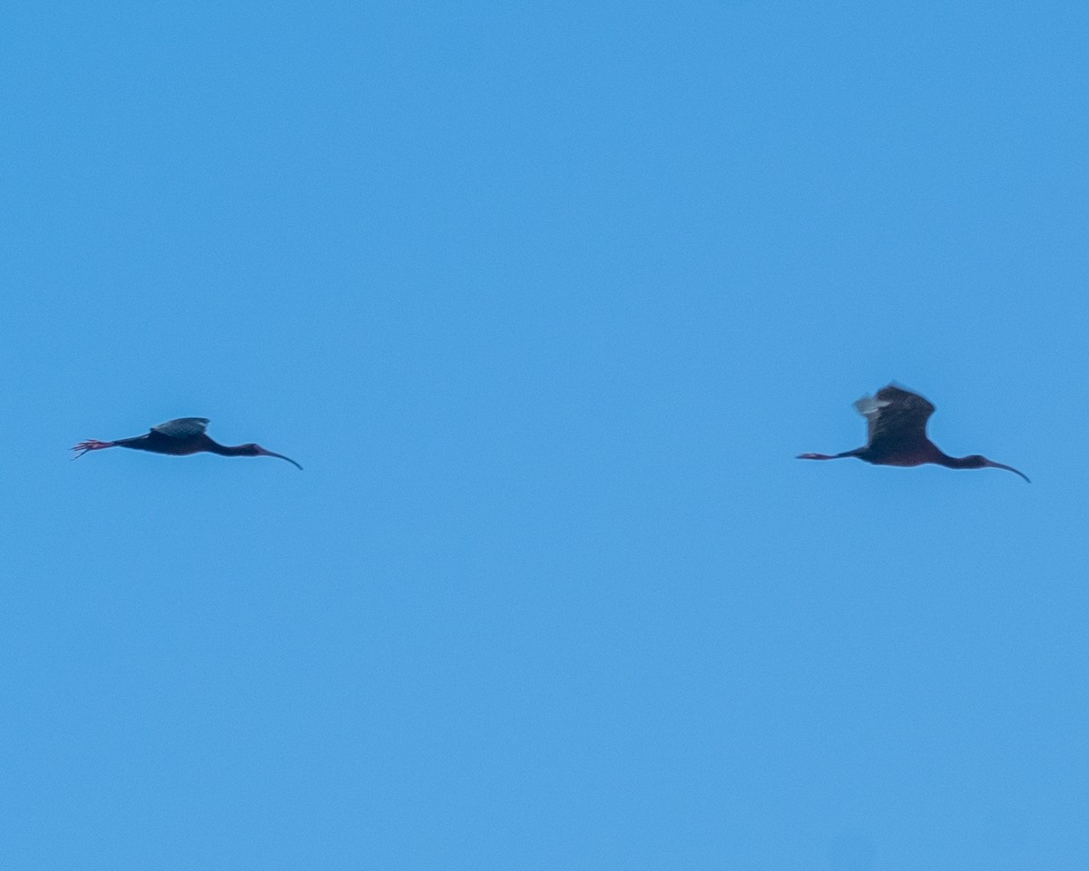 White-faced Ibis - ML656955316