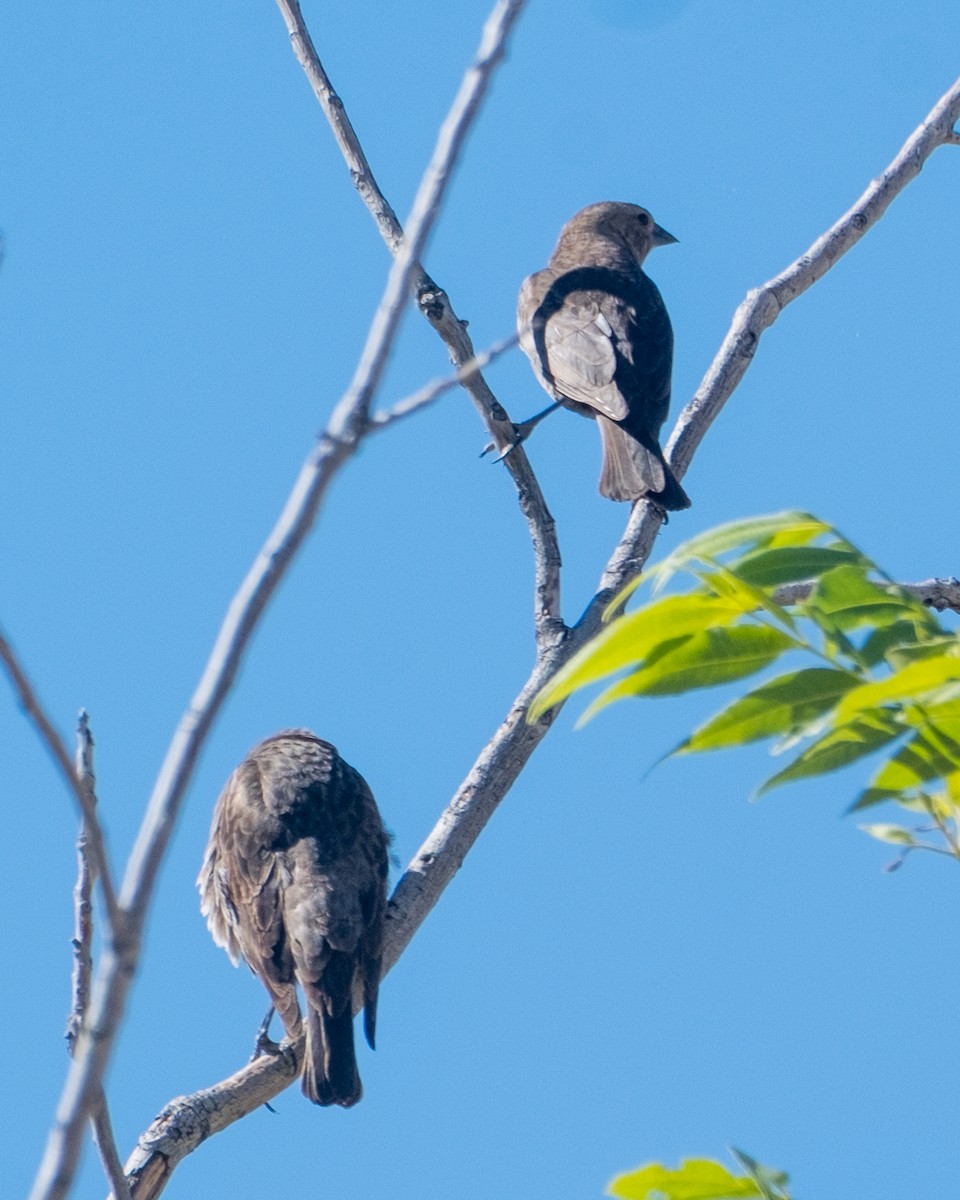 Brown-headed Cowbird - ML656955328