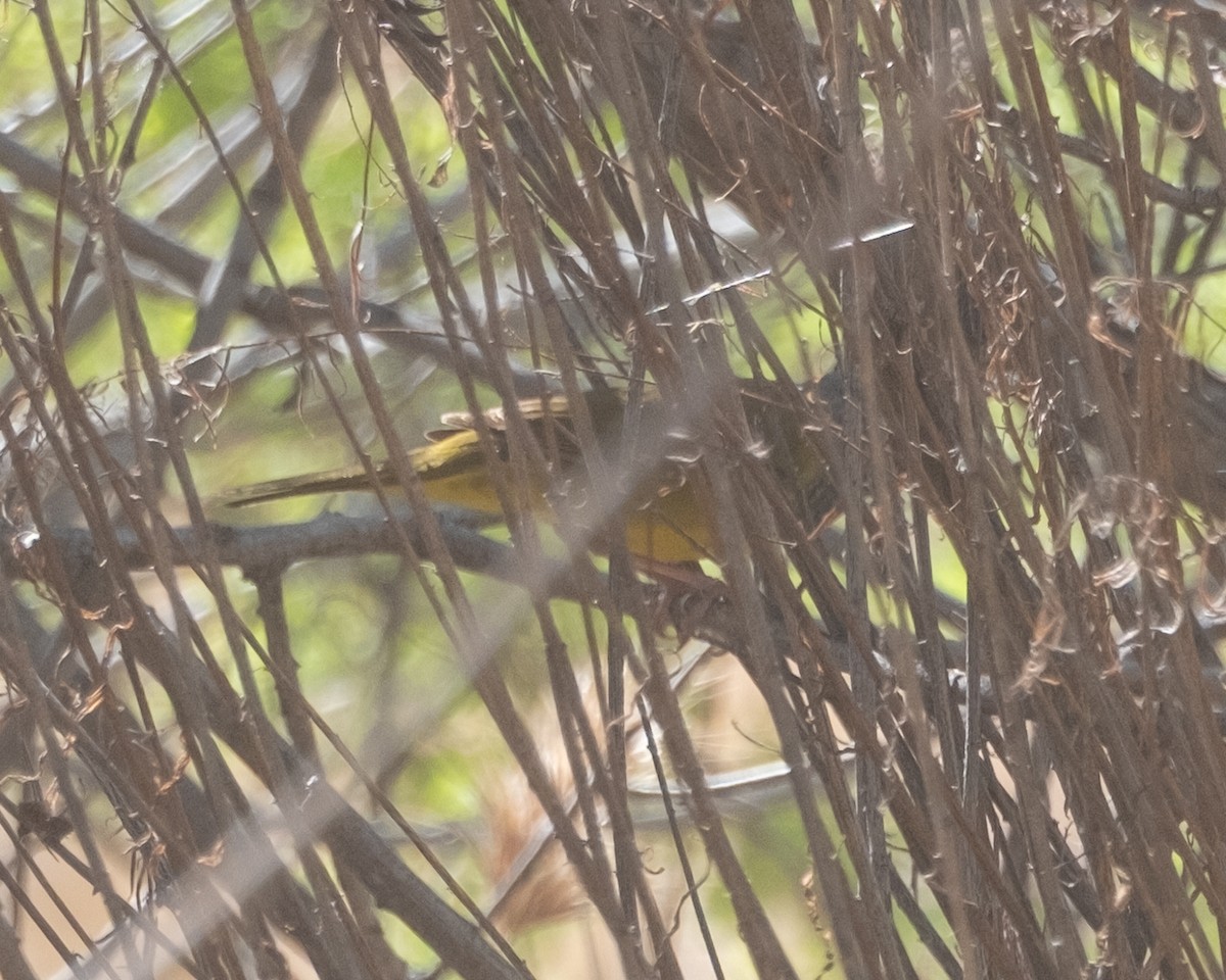 MacGillivray's Warbler - ML656955331