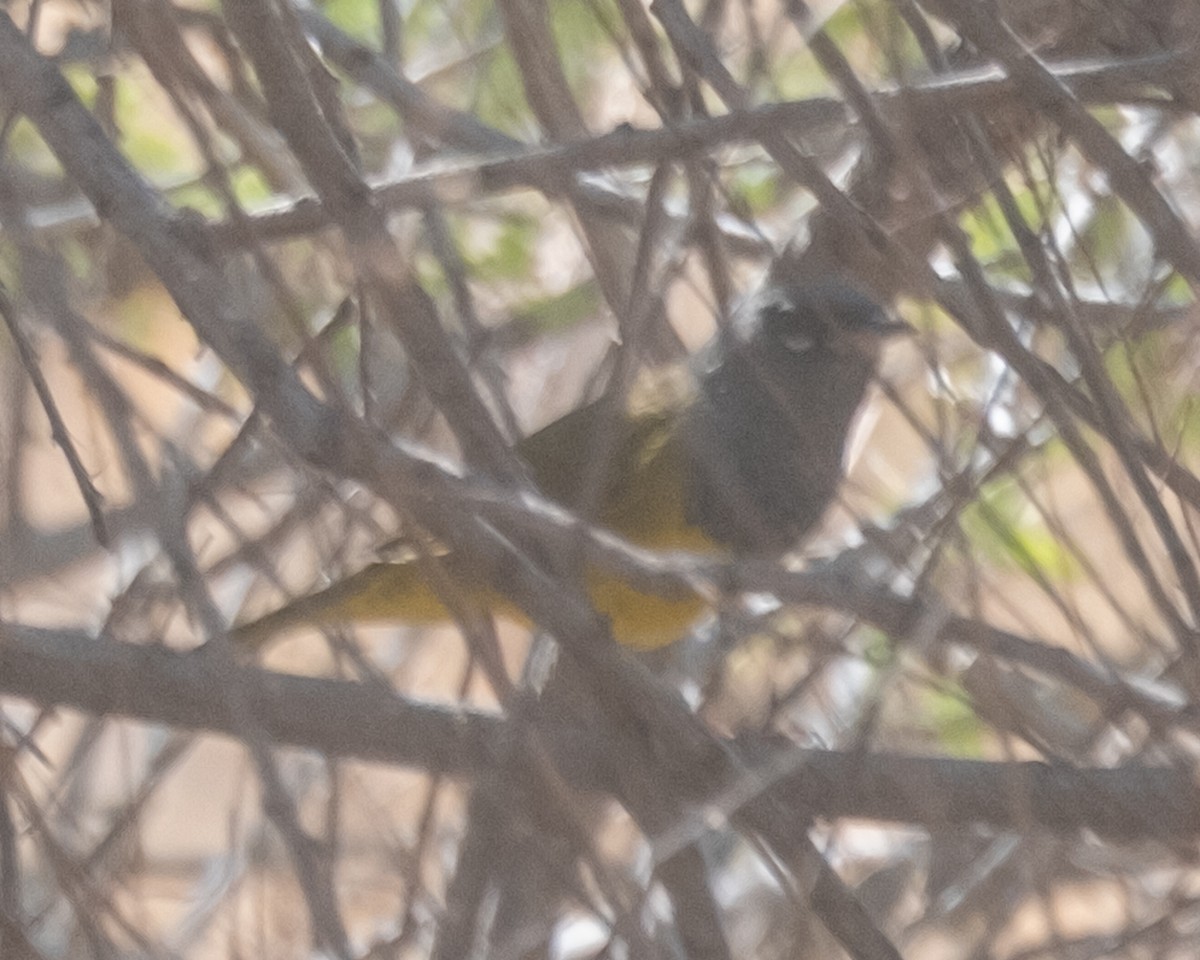 MacGillivray's Warbler - ML656955332