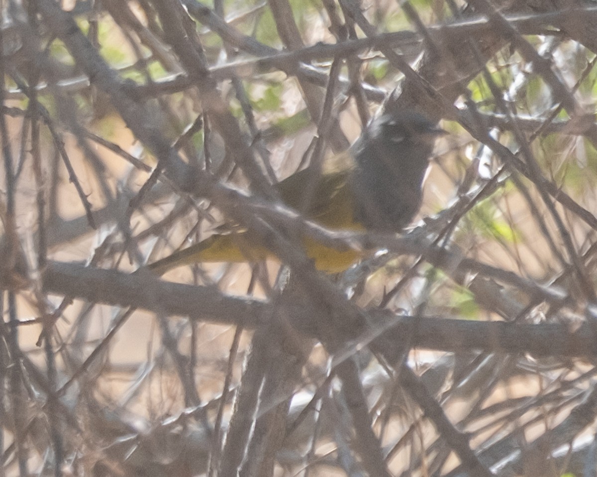 MacGillivray's Warbler - ML656955333