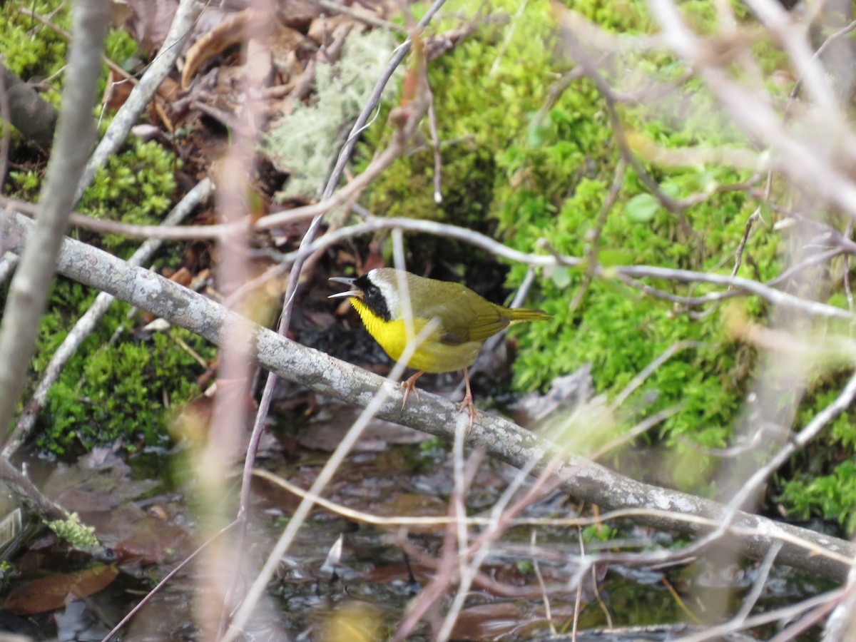 Common Yellowthroat - ML656955341