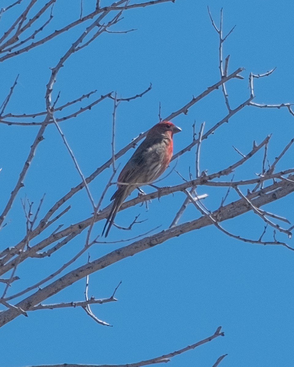 House Finch - ML656955359