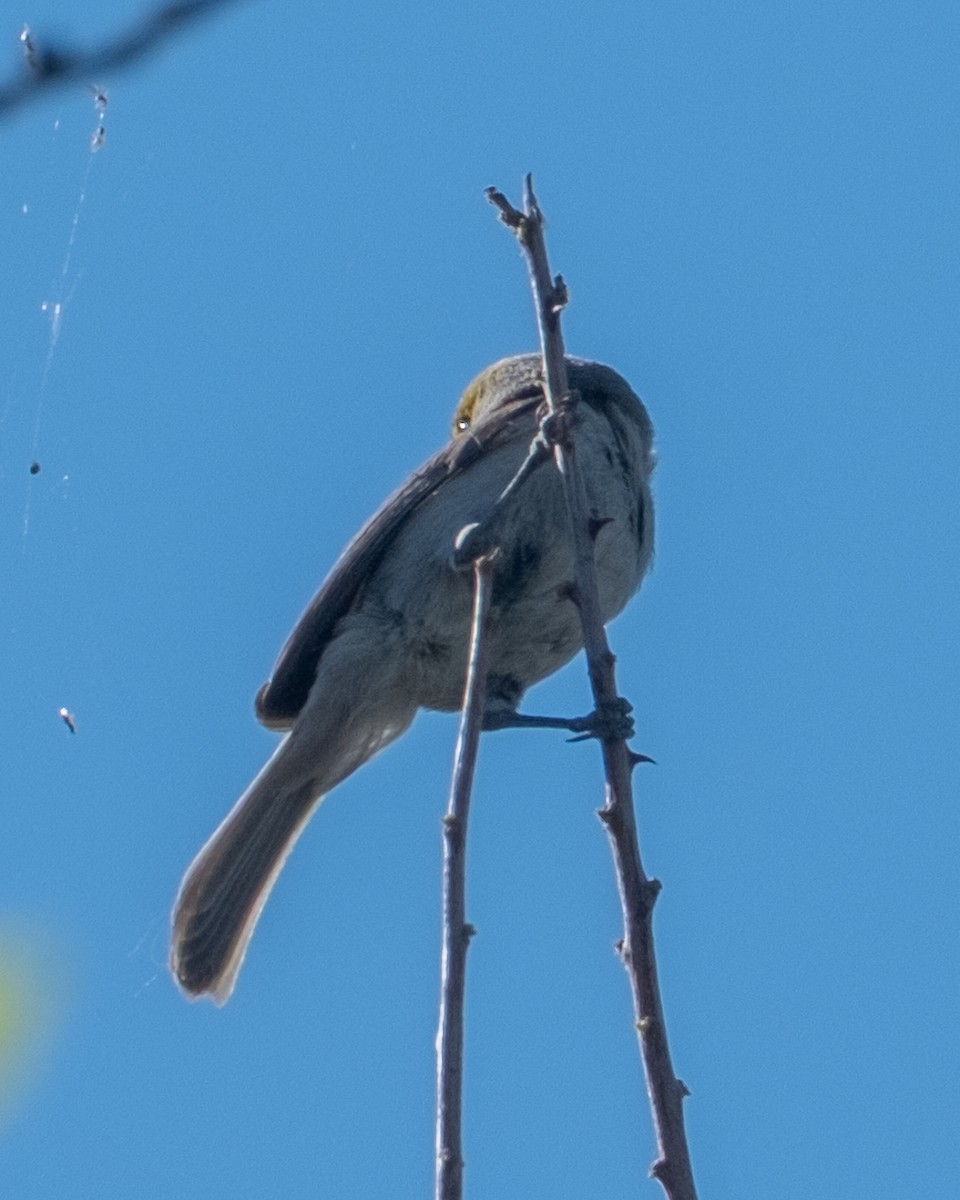 Verdin - ML656955368