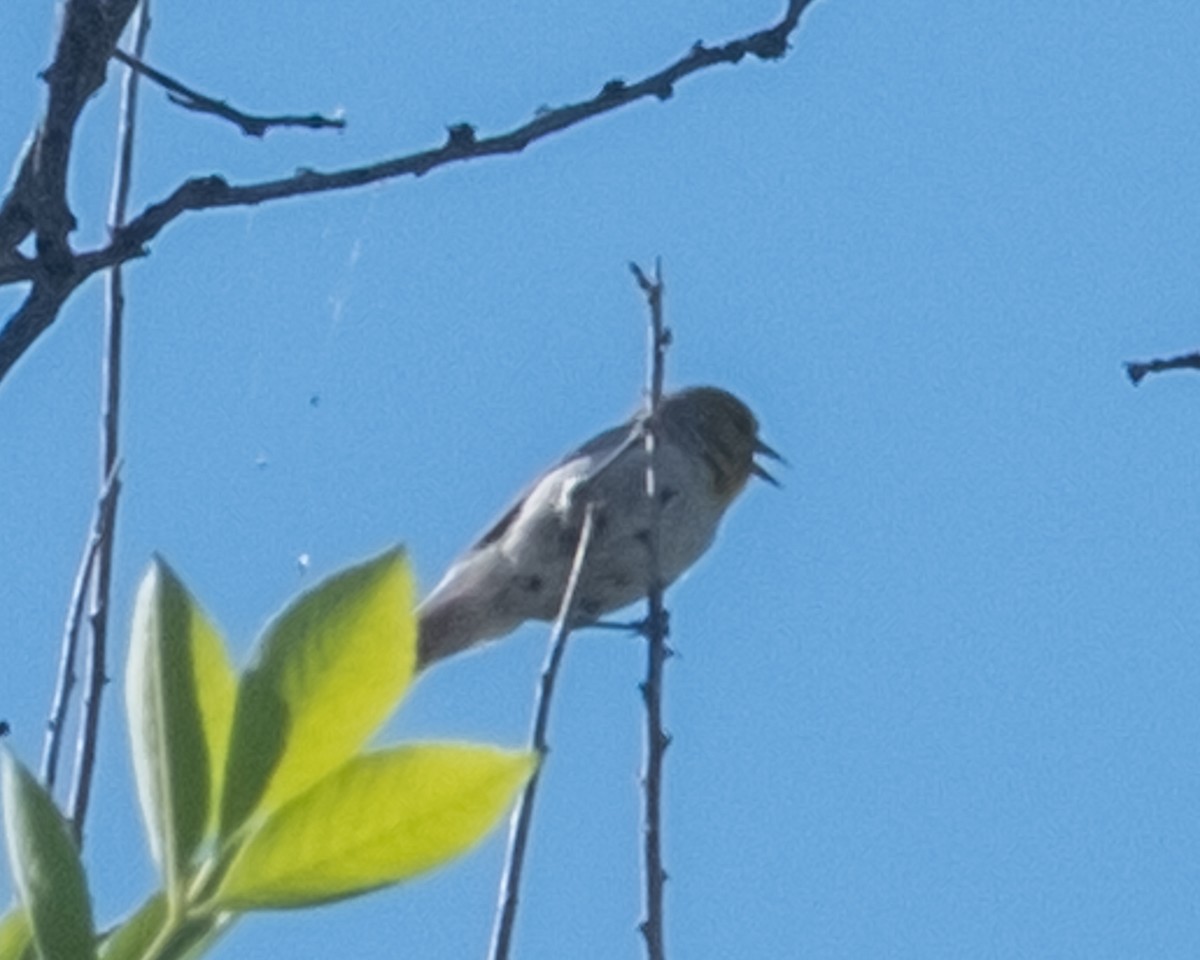 Verdin - ML656955369