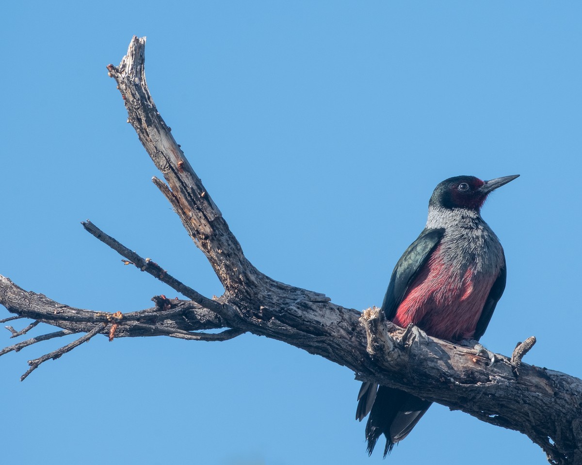 Lewis's Woodpecker - ML656955373