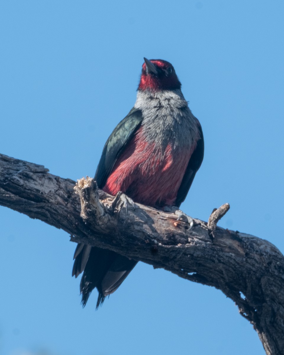 Lewis's Woodpecker - ML656955374