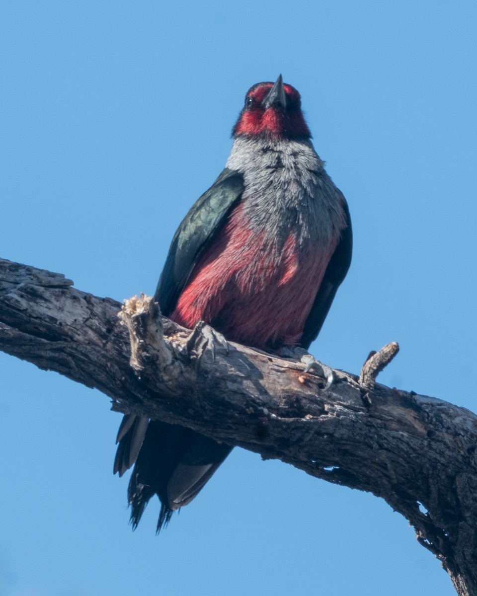 Lewis's Woodpecker - ML656955375