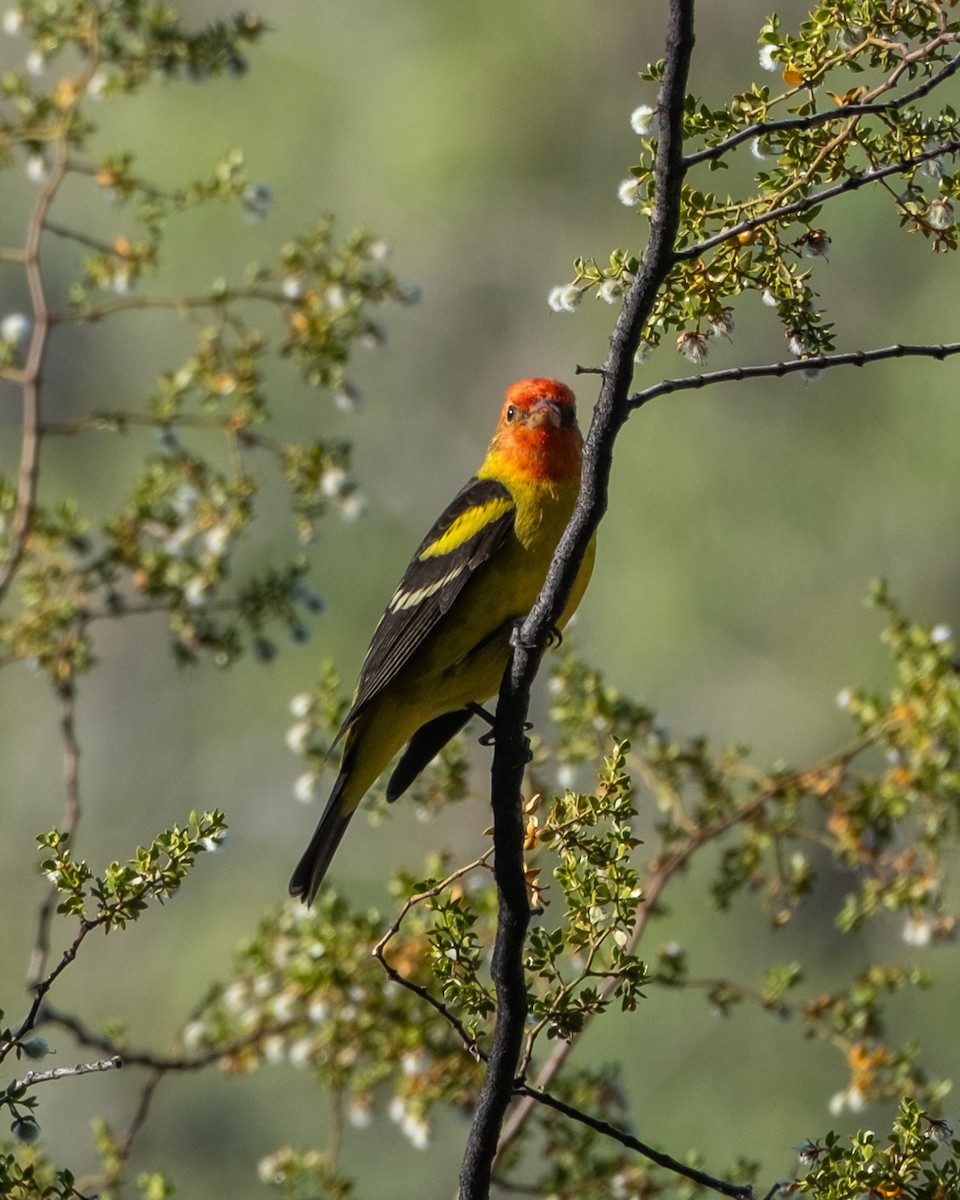 Western Tanager - ML656955404