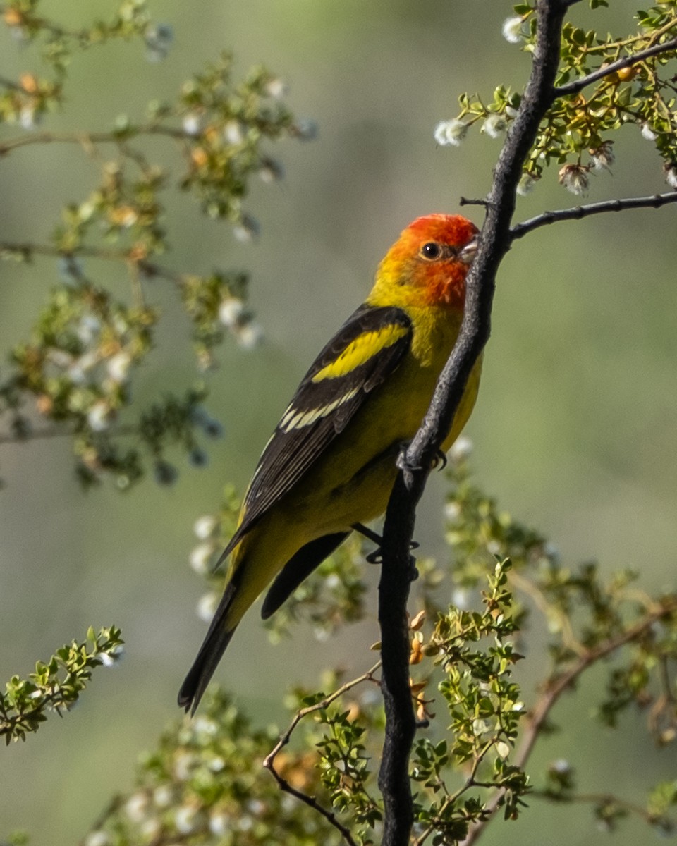 Western Tanager - ML656955405
