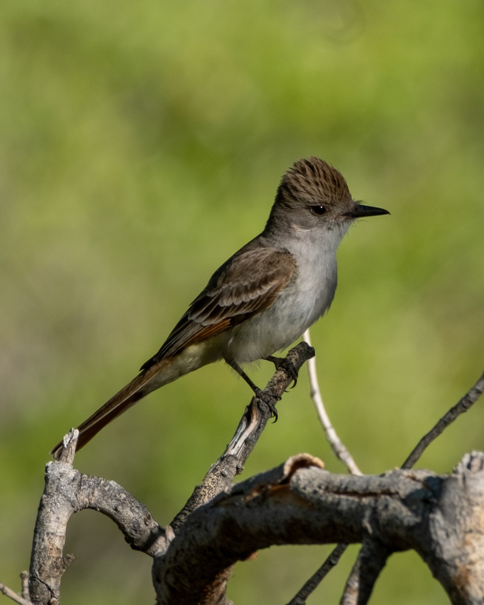 Ash-throated Flycatcher - ML656955421