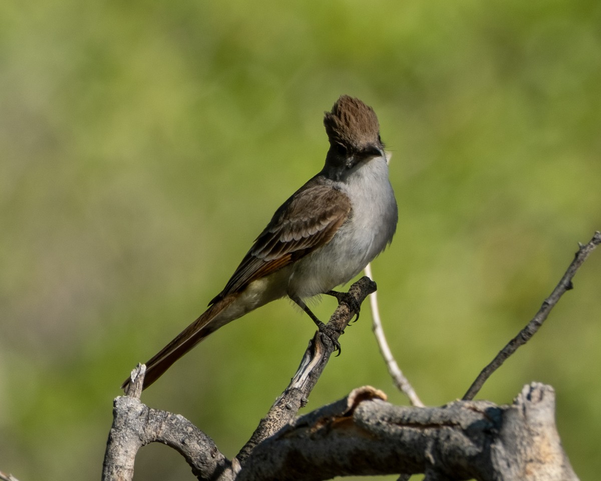 Ash-throated Flycatcher - ML656955422