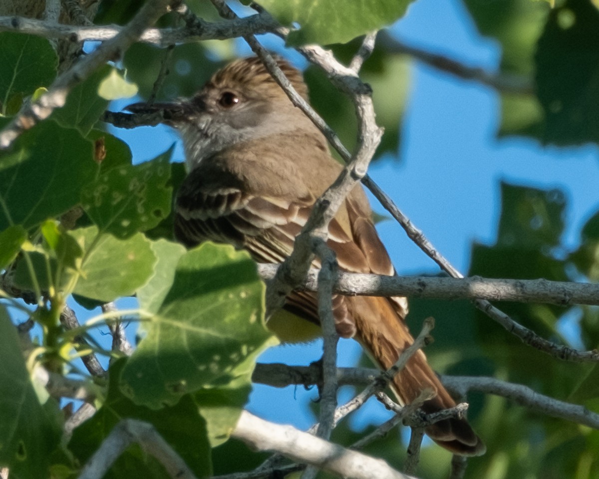 Brown-crested Flycatcher - ML656955426