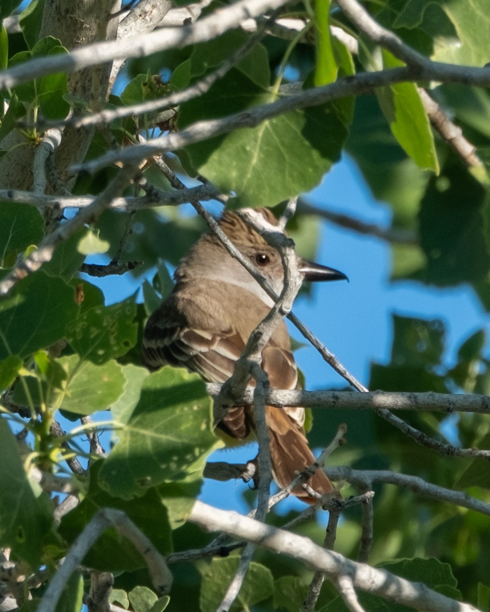 Brown-crested Flycatcher - ML656955427