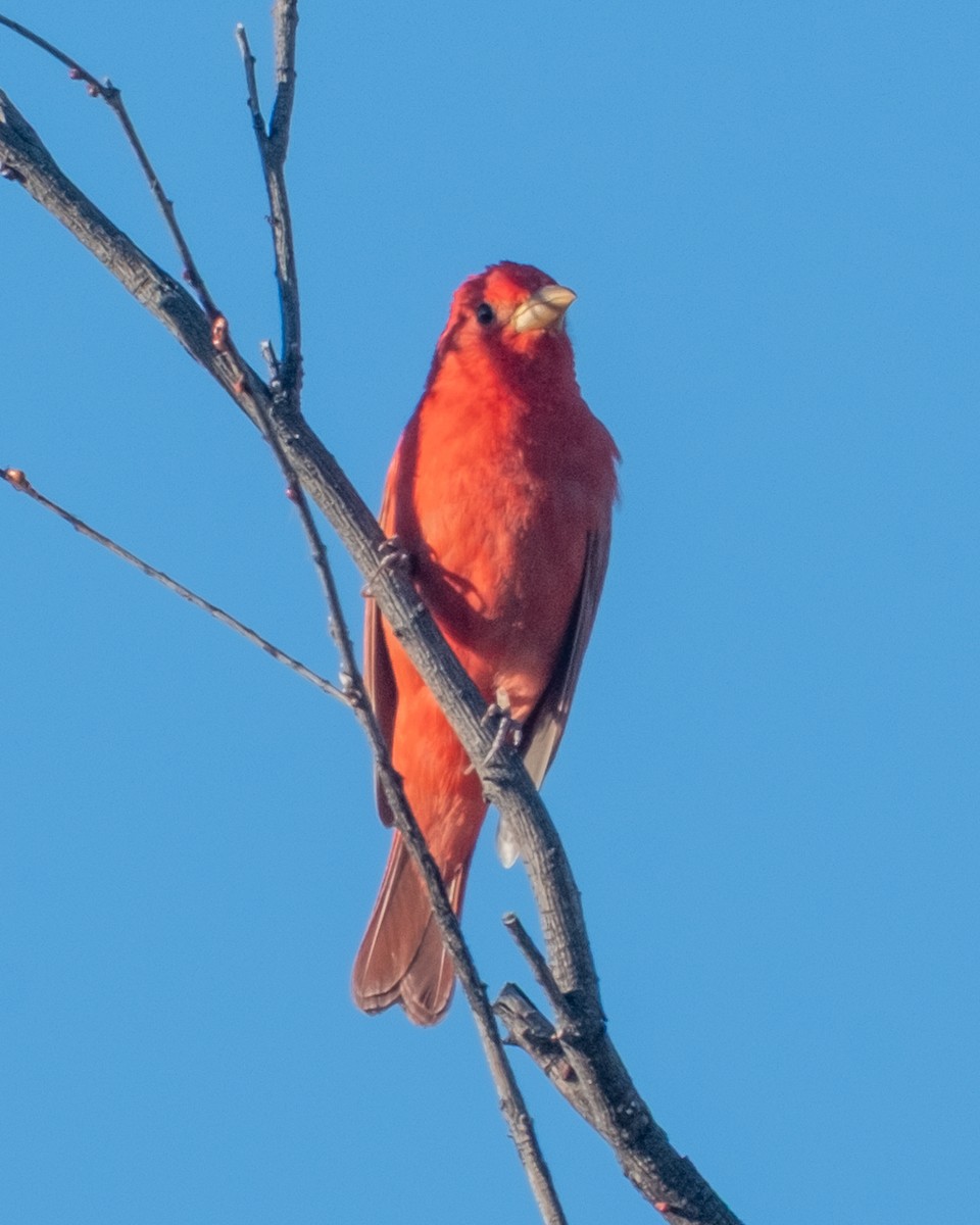 Summer Tanager - ML656955436
