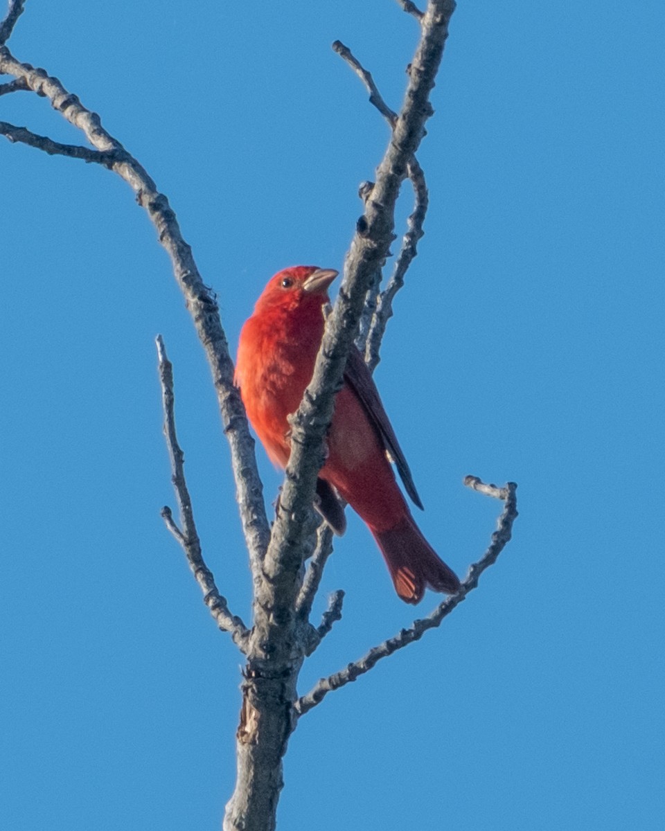 Summer Tanager - ML656955437