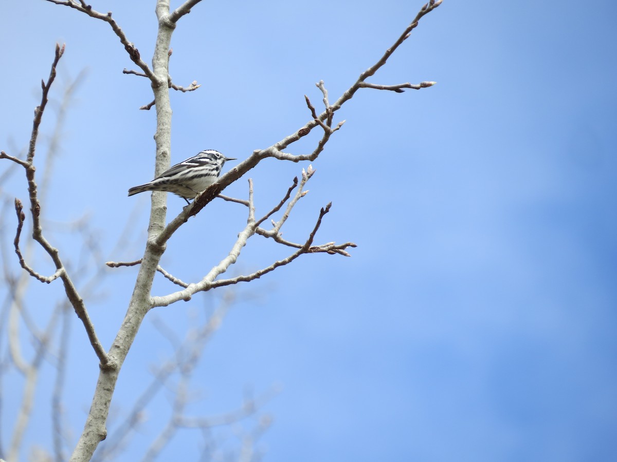 Black-and-white Warbler - ML656955457