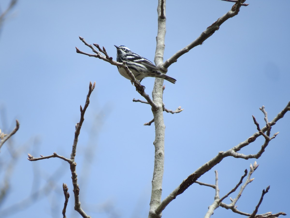 Black-and-white Warbler - ML656955463