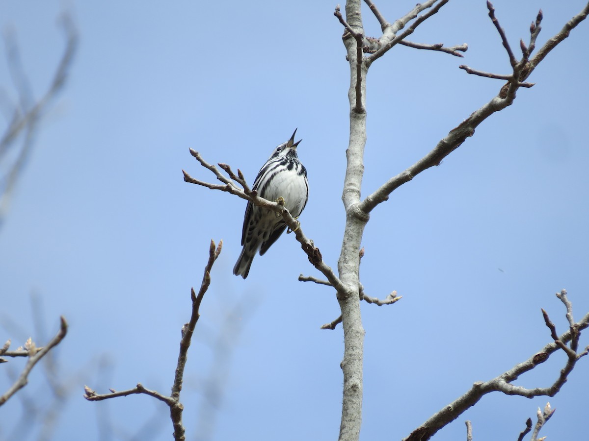 Black-and-white Warbler - ML656955465
