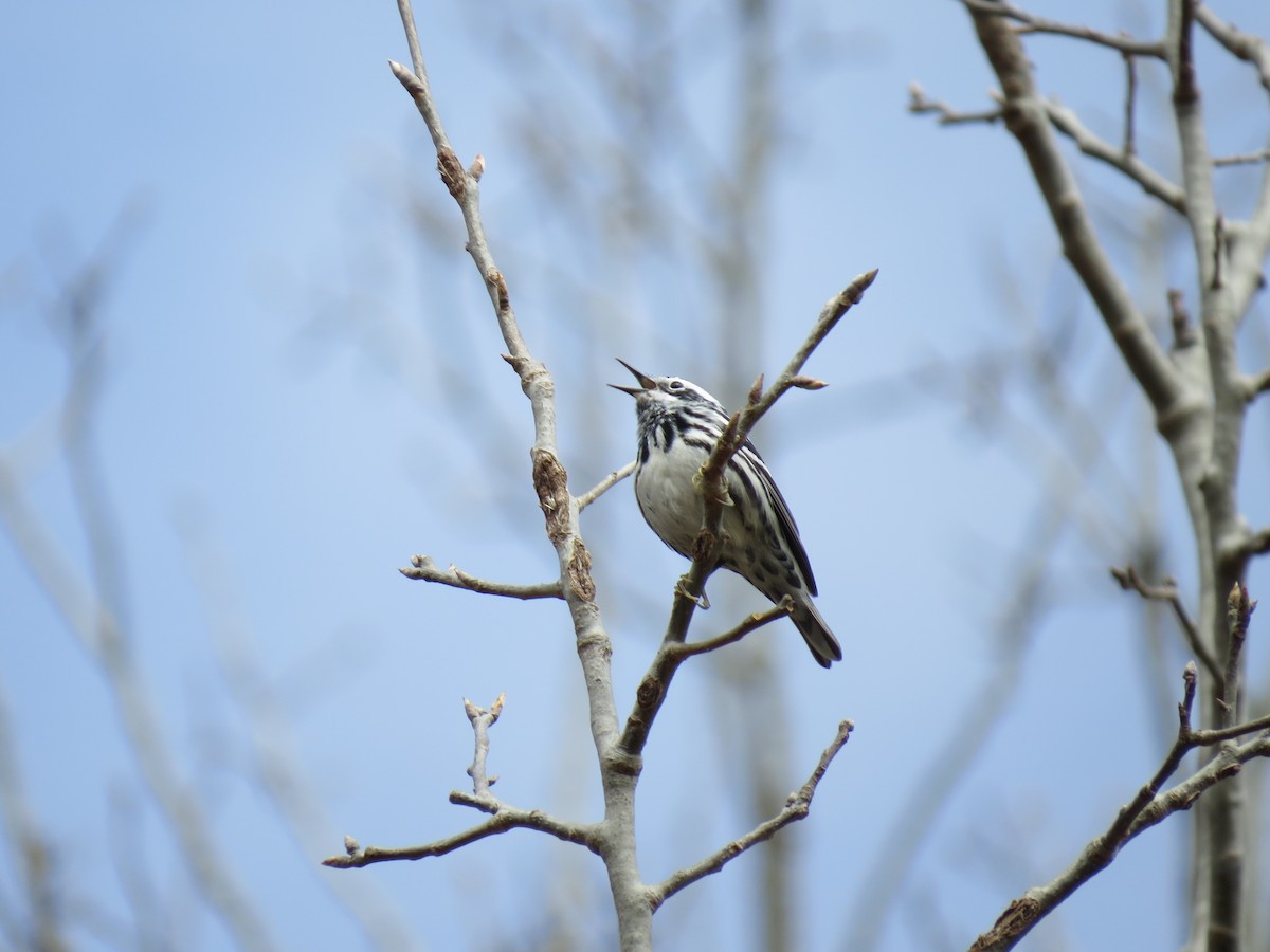 Black-and-white Warbler - ML656955466