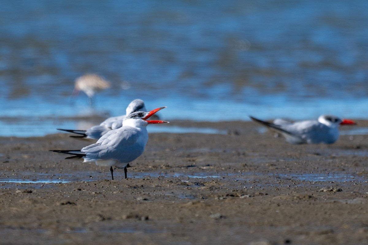 Caspian Tern - ML656955522