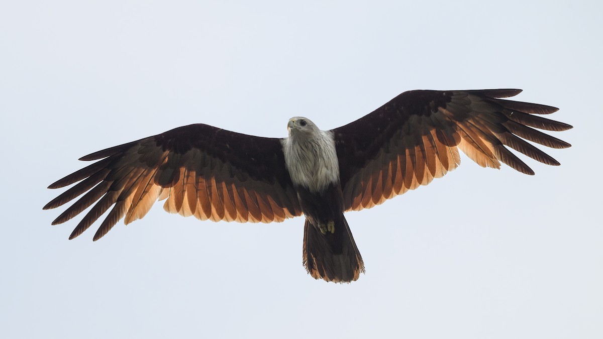 Brahminy Kite - ML656955523