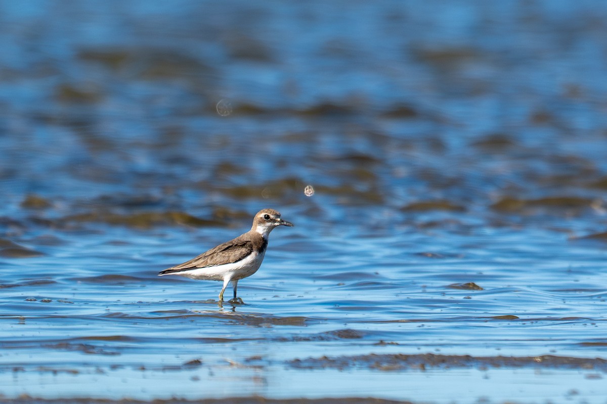 Greater Sand-Plover - ML656955538