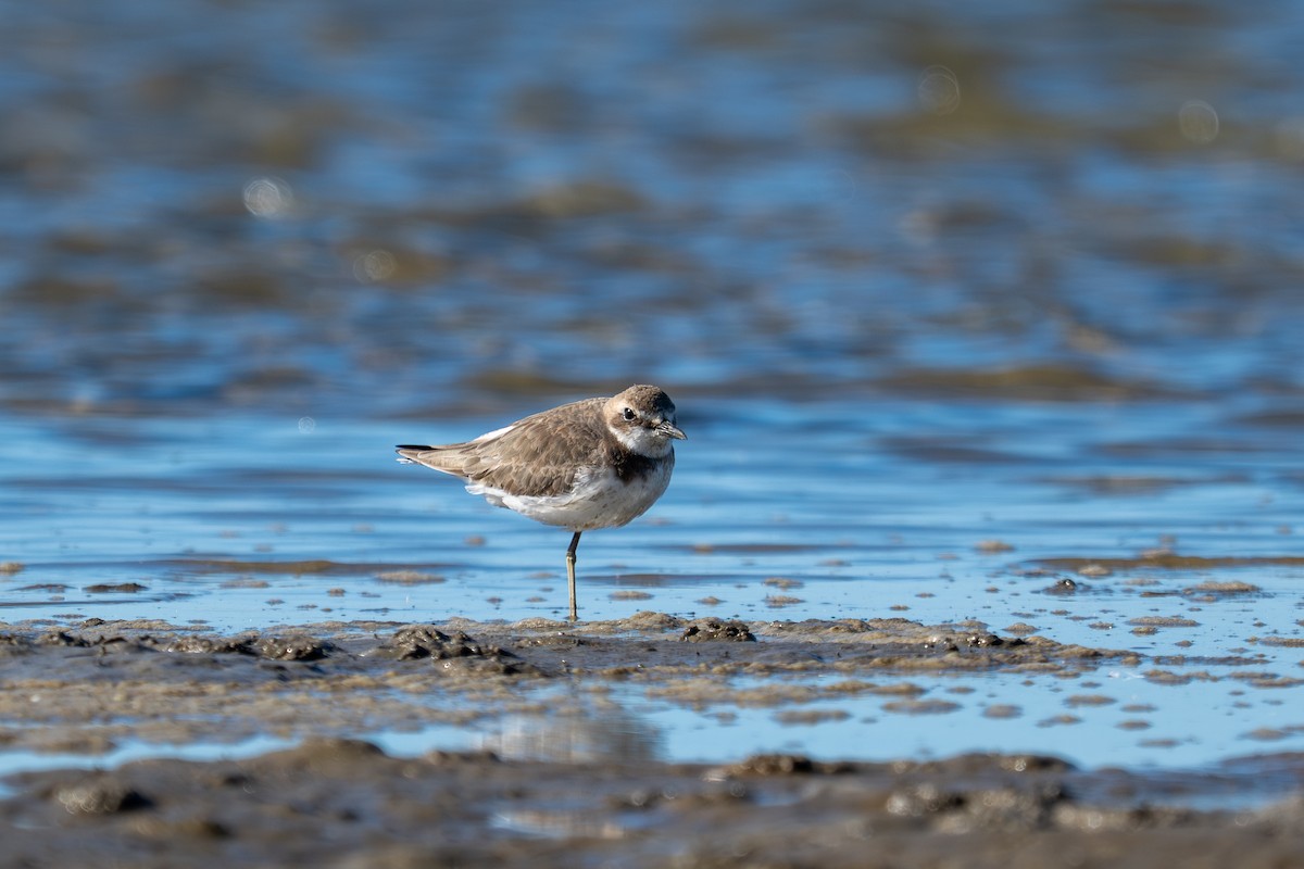 Greater Sand-Plover - ML656955539