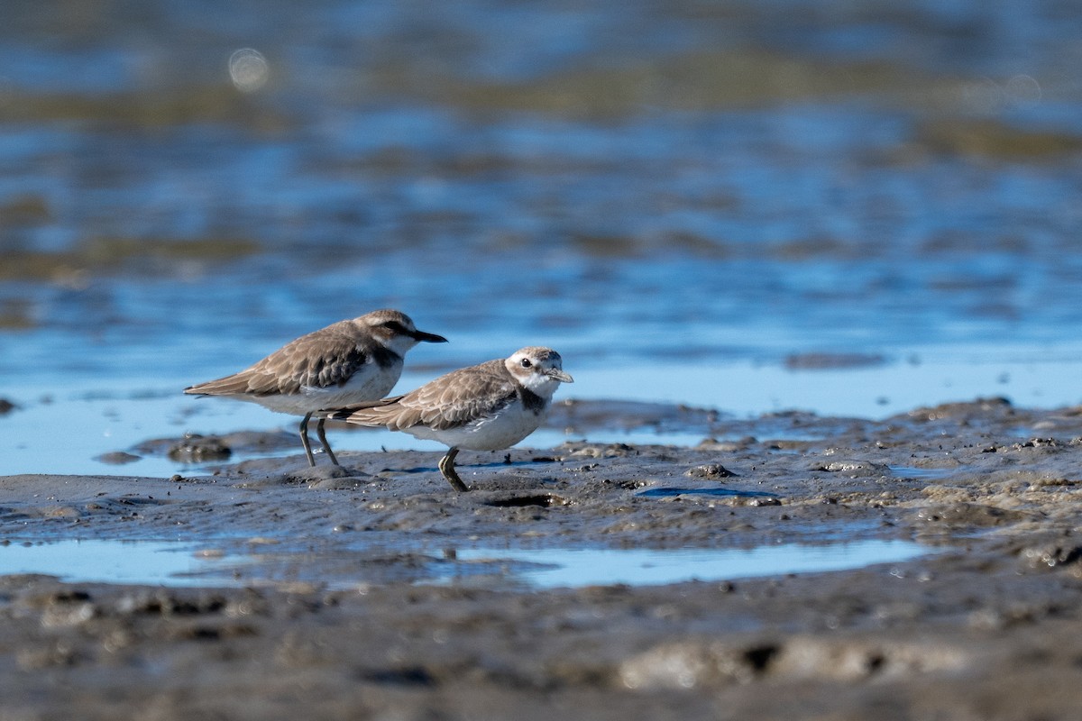 Greater Sand-Plover - ML656955540
