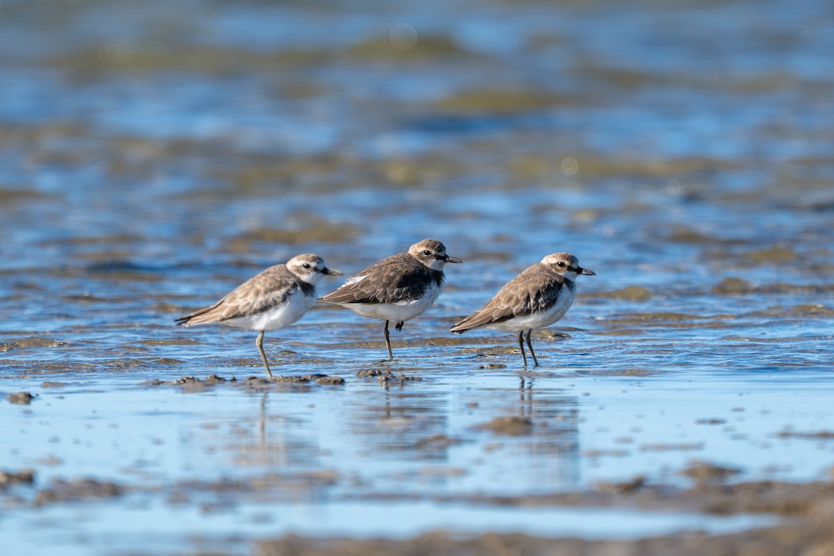 Greater Sand-Plover - ML656955541