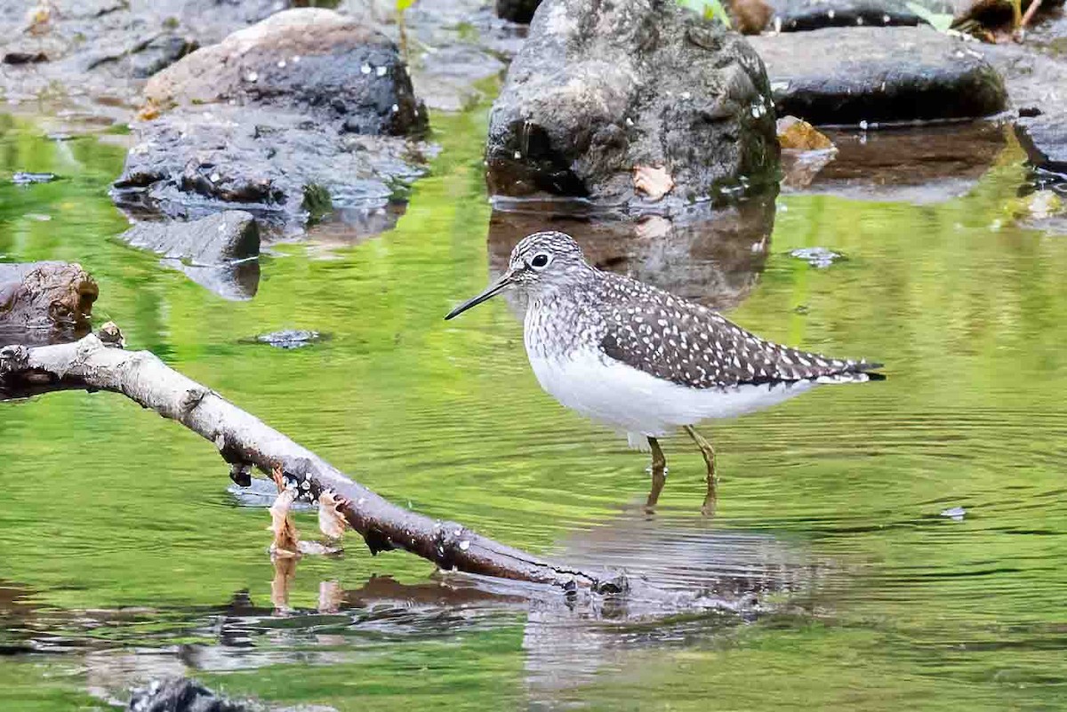 Solitary Sandpiper - ML656956131