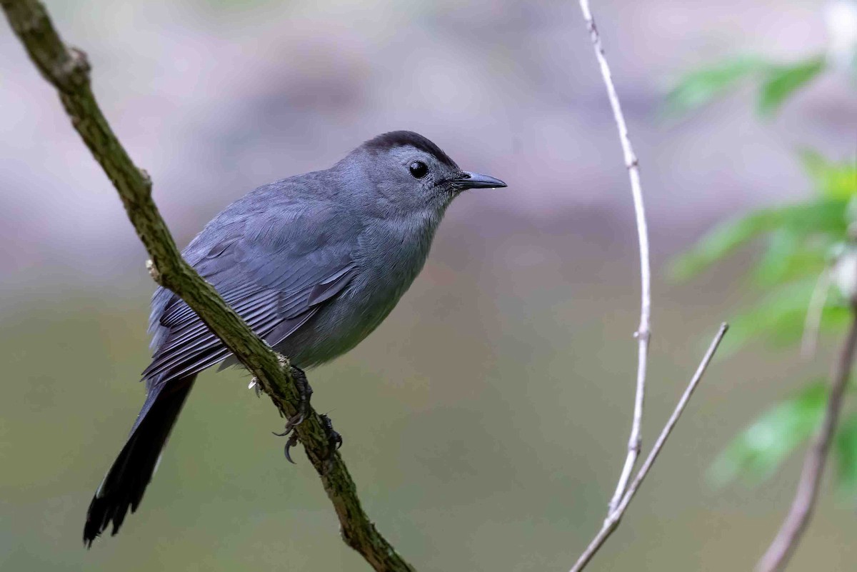 Gray Catbird - ML656956158