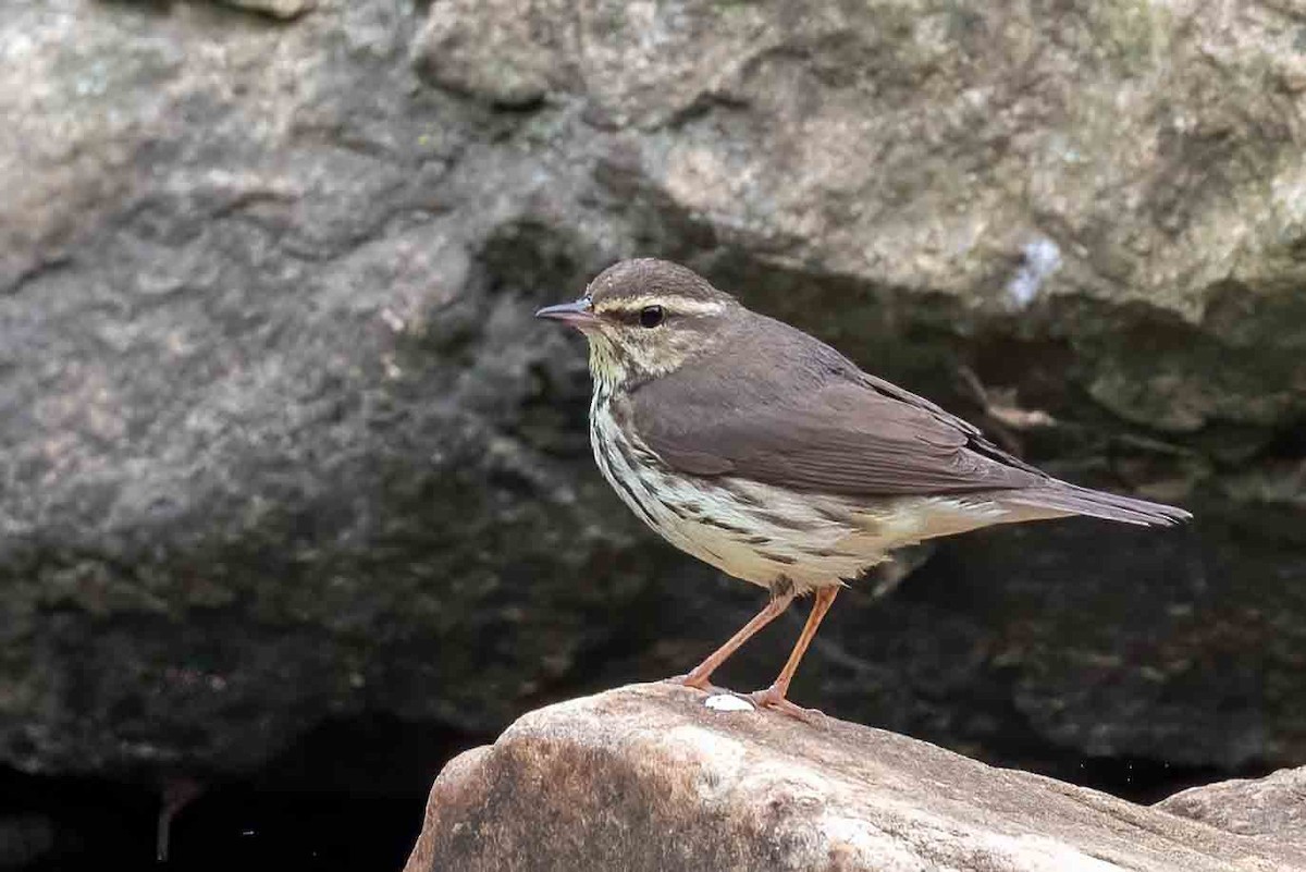 Northern Waterthrush - ML656956176