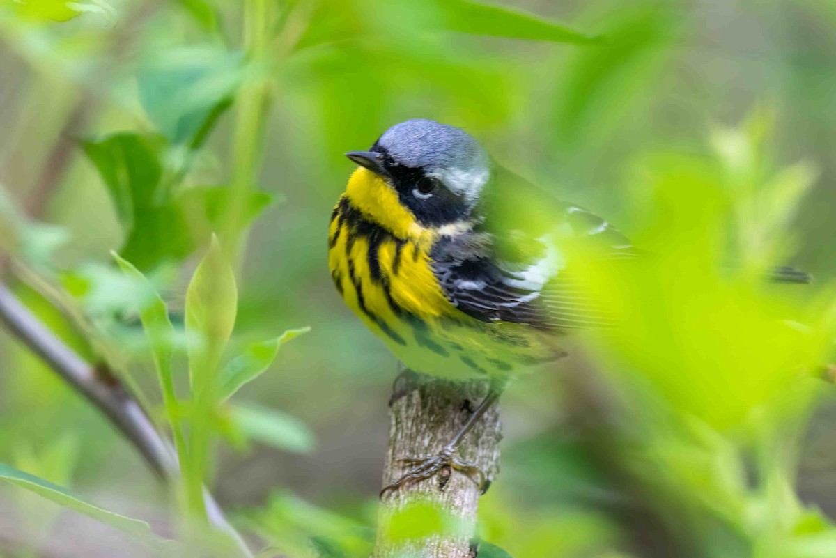 Magnolia Warbler - ML656956187