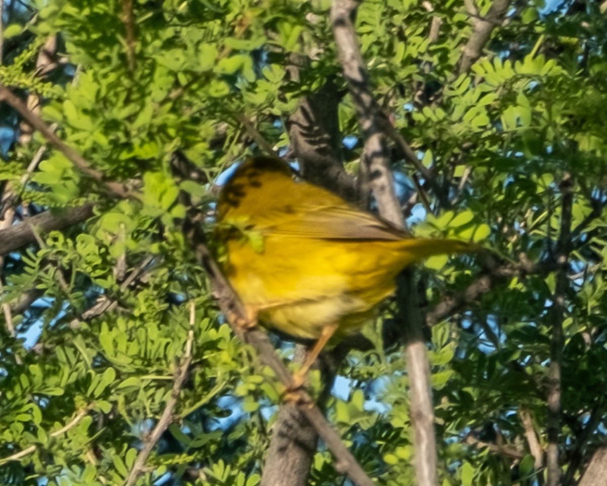Wilson's Warbler - ML656956205