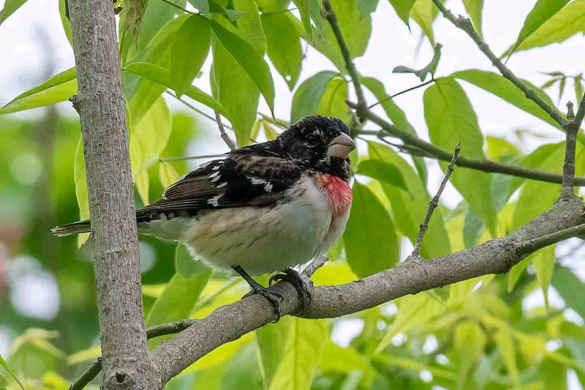 Rose-breasted Grosbeak - ML656956217