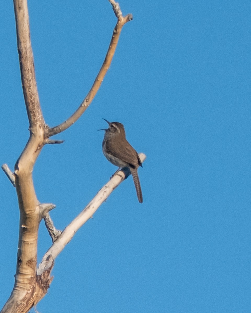 Bewick's Wren - ML656956578