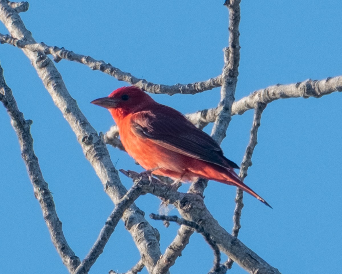 Summer Tanager - ML656956603