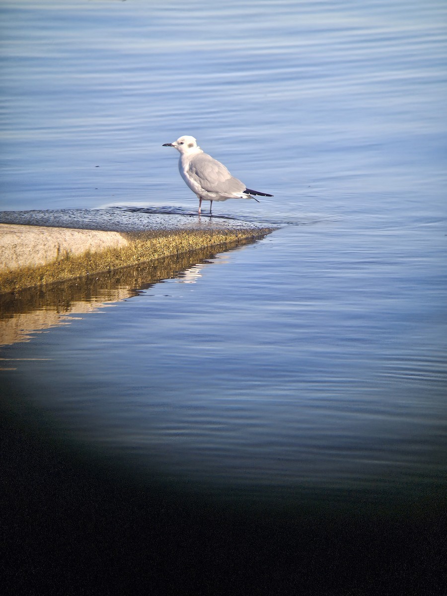 Mouette de Bonaparte - ML656957115