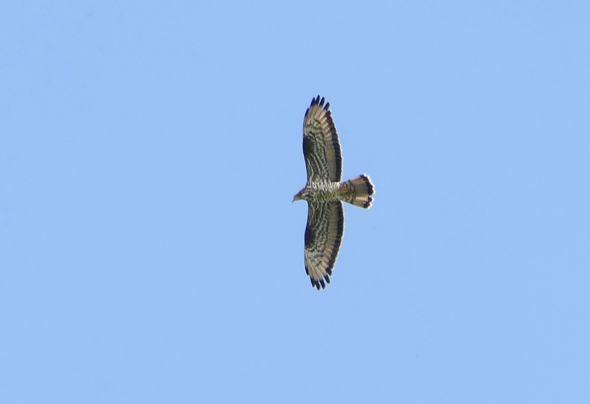 European Honey-buzzard - ML656957334