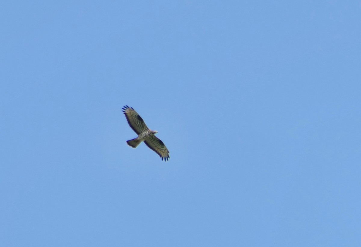 European Honey-buzzard - ML656957335