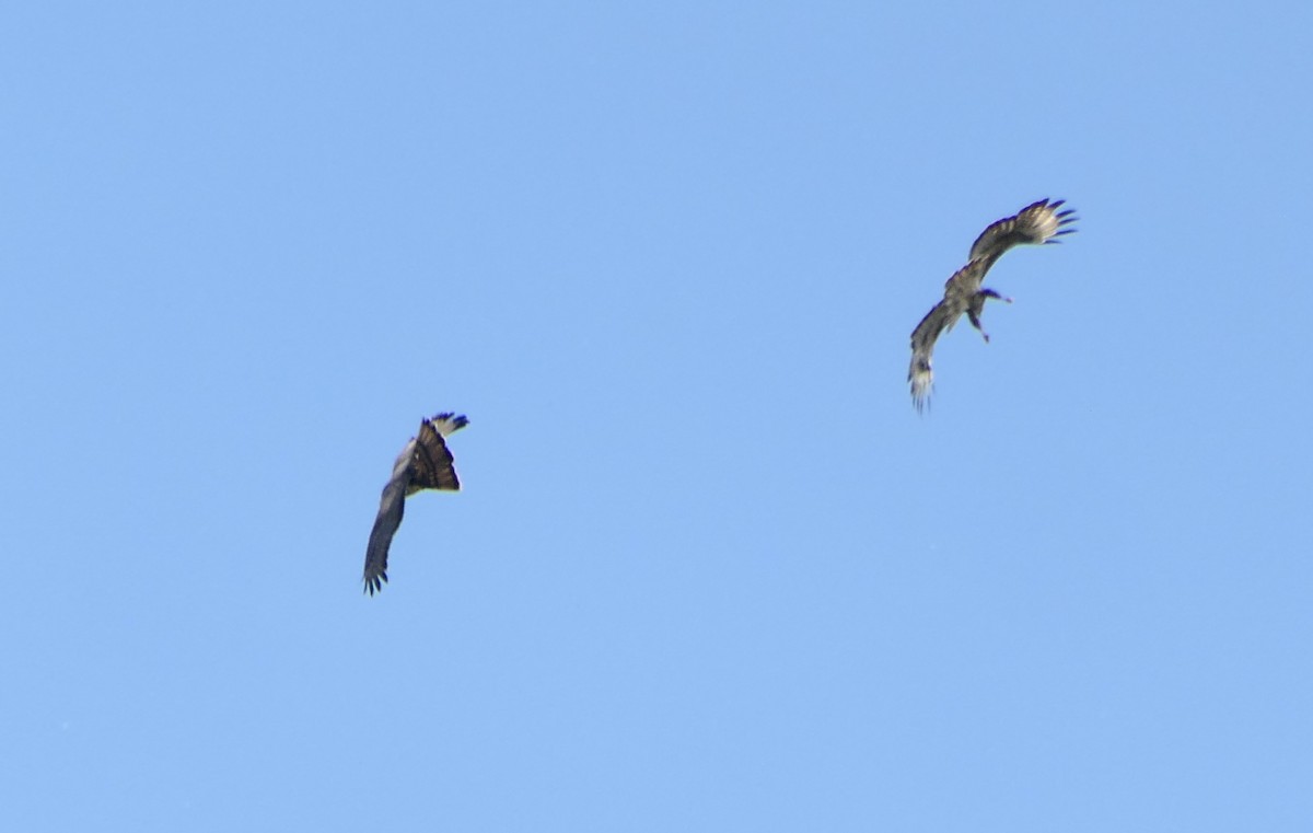 European Honey-buzzard - ML656957336