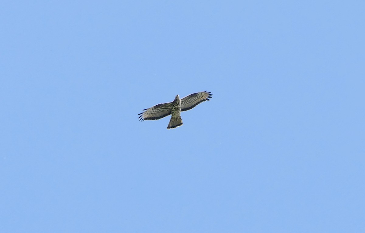 European Honey-buzzard - ML656957337
