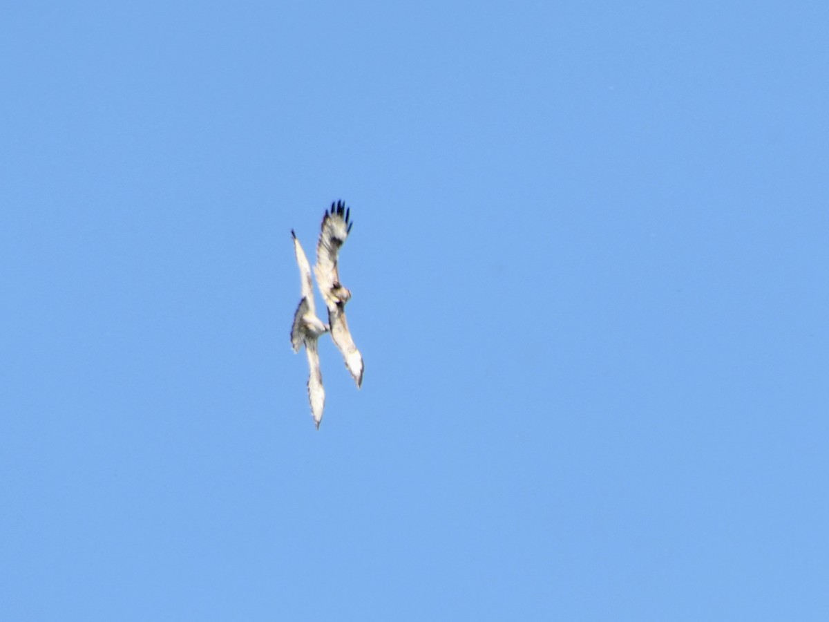European Honey-buzzard - ML656957338
