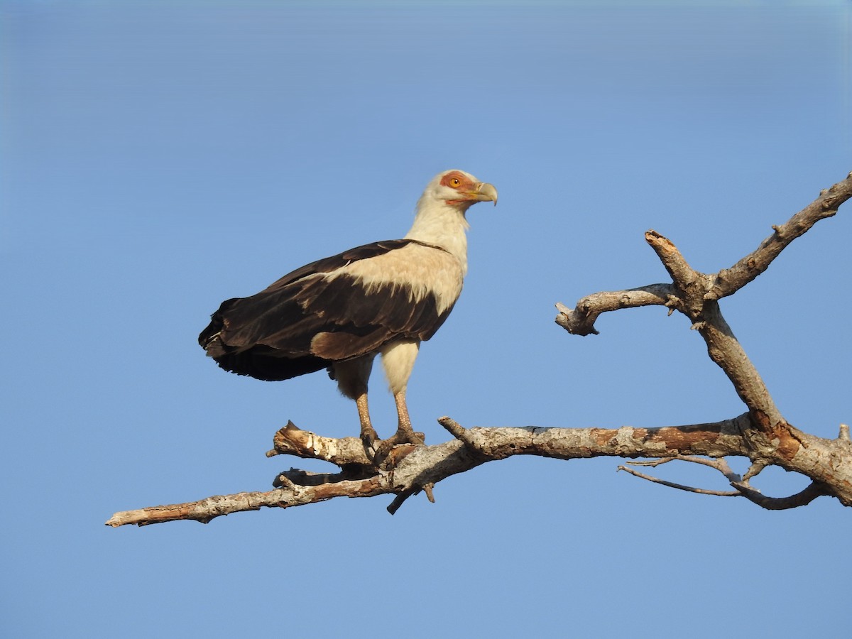 Palm-nut Vulture - ML656957404