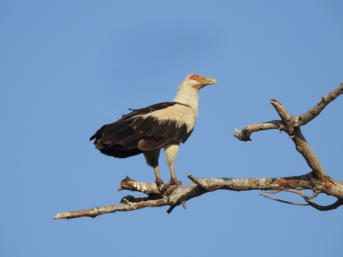 Palm-nut Vulture - ML656957405