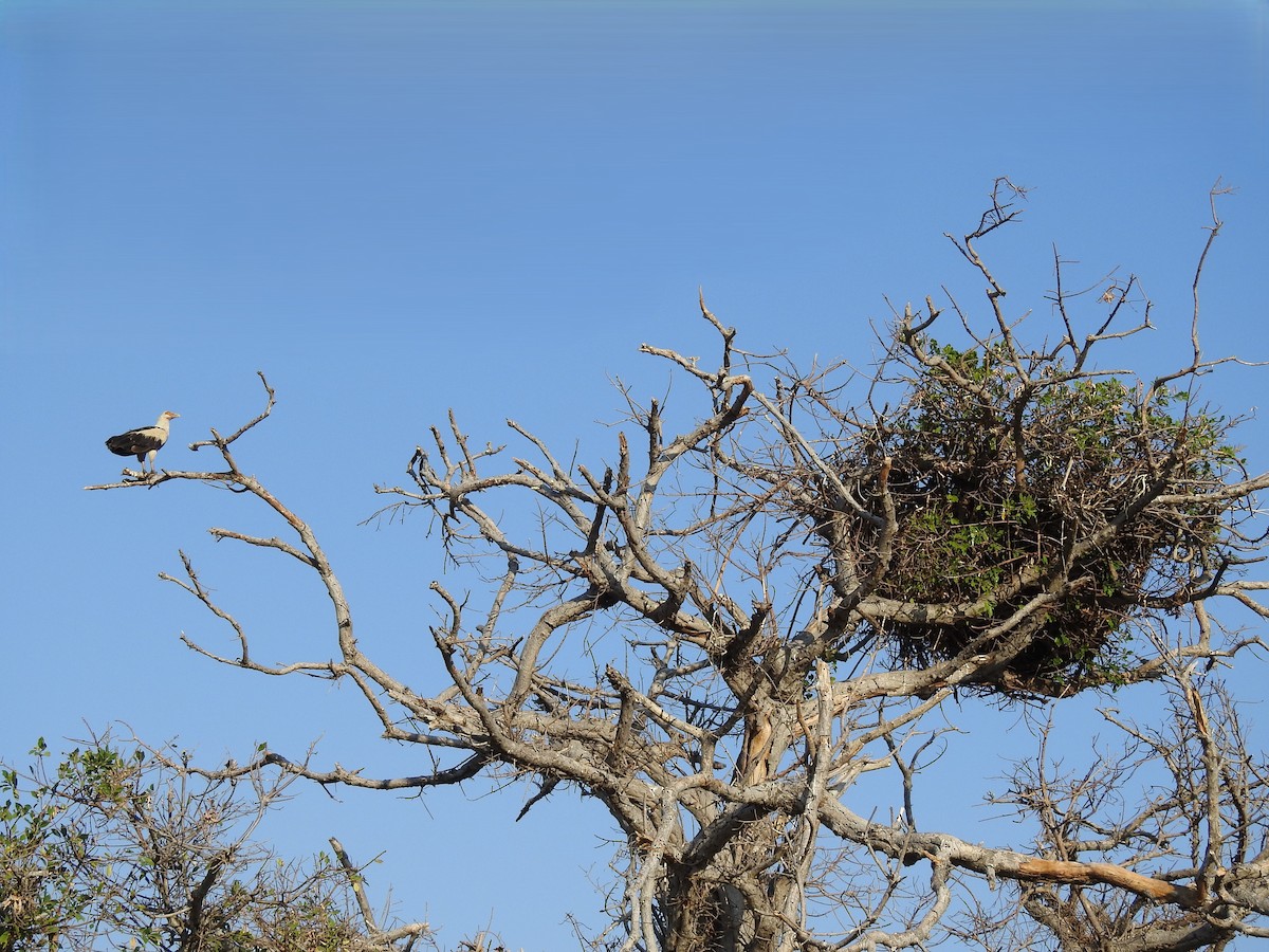 Palm-nut Vulture - ML656957406
