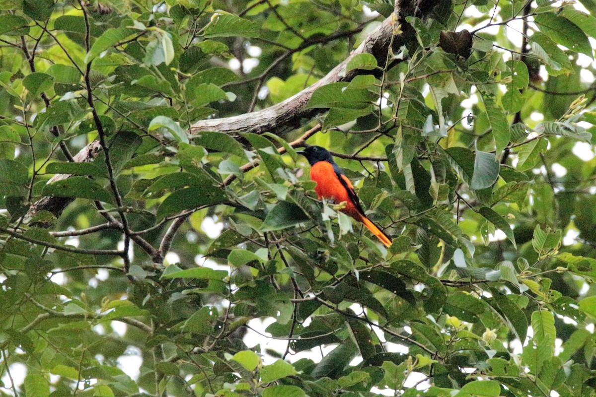 Minivet flamboyant - ML65695801