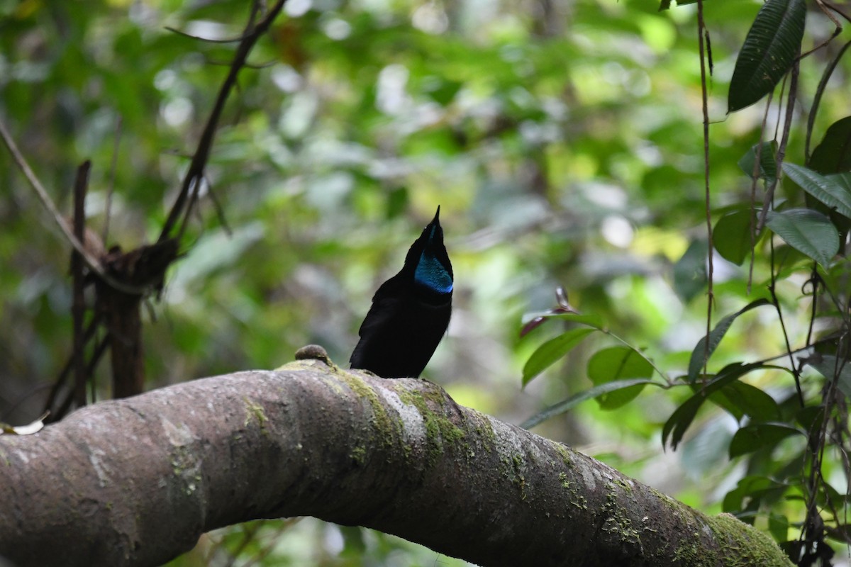 Magnificent Riflebird - ML656958138