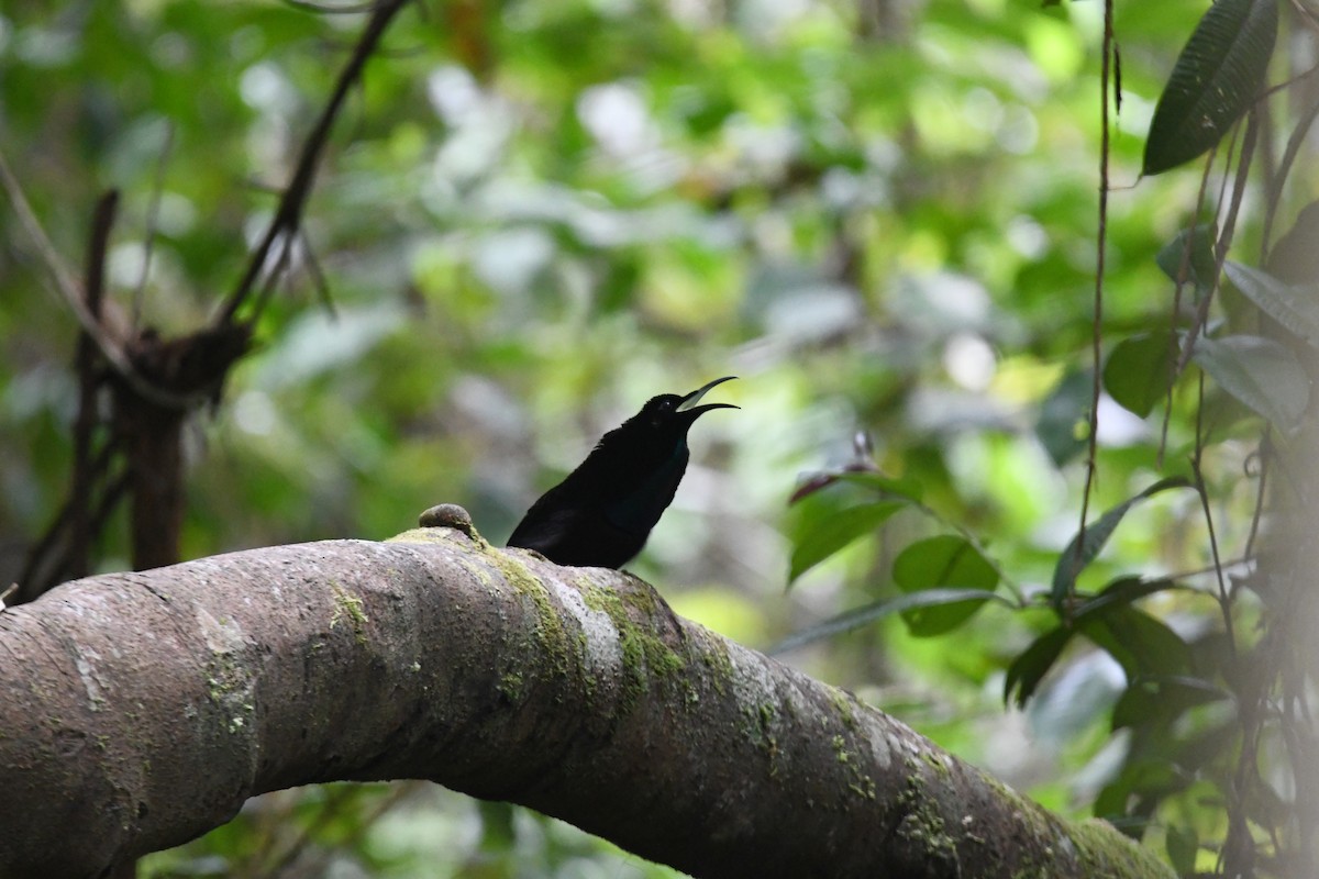 Magnificent Riflebird - ML656958139